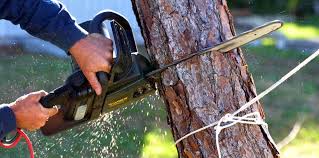 How Our Tree Care Process Works  in  Perry Hall, MD