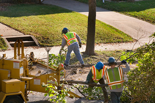 Tree and Shrub Care in Perry Hall, MD