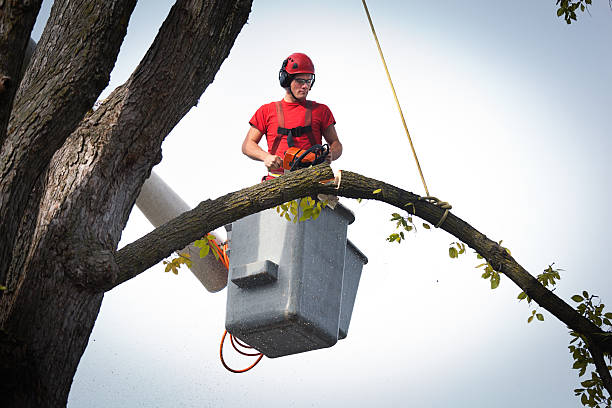 Trusted Perry Hall, MD  Tree Services Experts